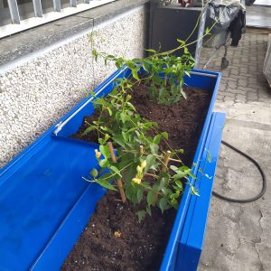 10 Piantumazione